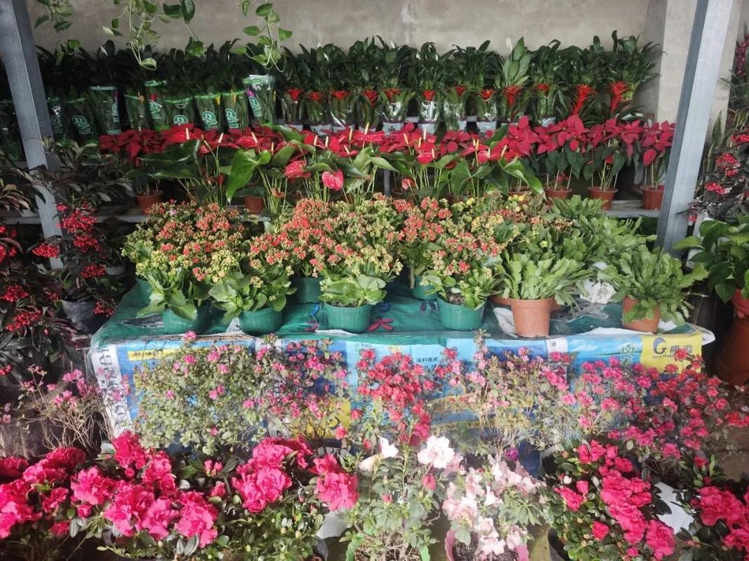 泽普县花卉市场迎来销售旺季 鲜花绿植扮靓新春