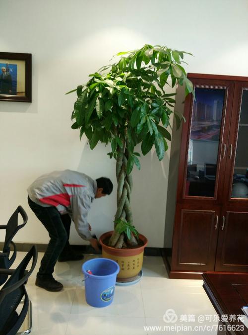 大中型绿植鉴赏