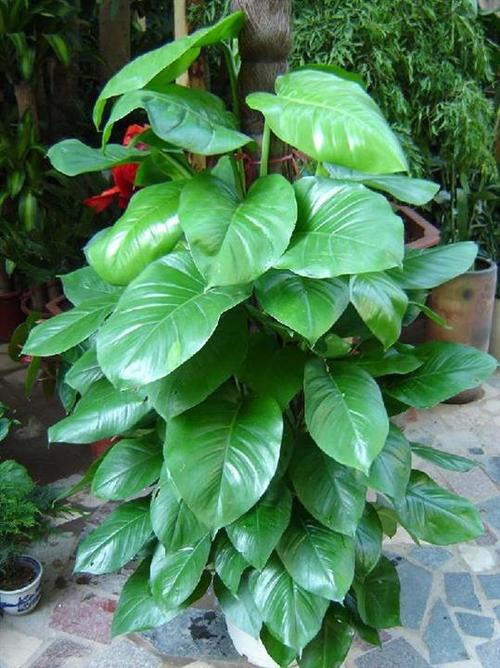 北京鹏飞花卉绿植公司 > 产品
