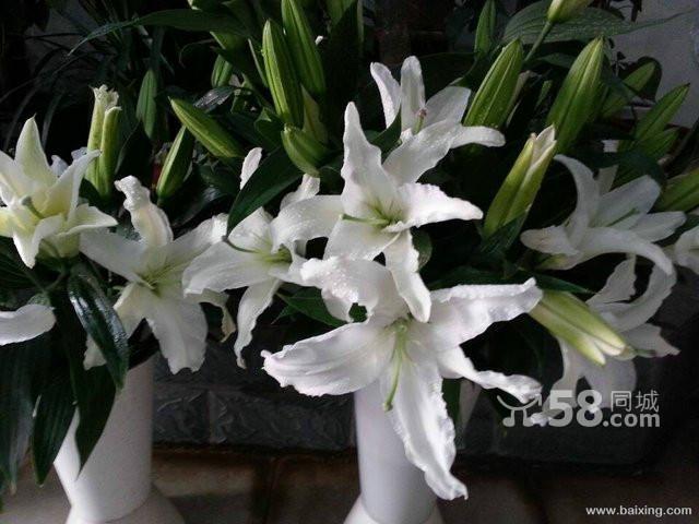 馨馨鲜花绿植