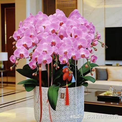 西安教育培训行业绿植租赁市场行情与需求分析及服务商推荐