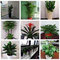 南宁绿植租摆 植物租摆 室内花卉盆栽租售 绿化养护设计 园林施工