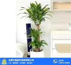 合肥轩晨园艺公司-花卉绿植租赁-合肥绿植租赁
