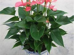 绿艺轩--一流的植物租摆租赁公司_恩施花卉租摆-武汉市绿艺轩商贸提供绿艺轩--一流的植物租摆租赁公司_恩施花卉租摆的相关介绍、产品、服务、图片、价格武汉花卉租赁、武汉绿植出租、武汉花木租摆、武汉小区绿化、湖北仿真树