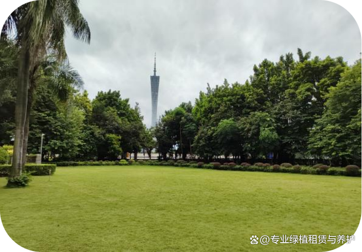 天河区花草出租供应商:绿植租赁服务的运作机制与行业认知