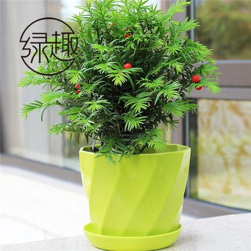西安花卉绿植租赁公司   西安花卉绿植租赁哪家好