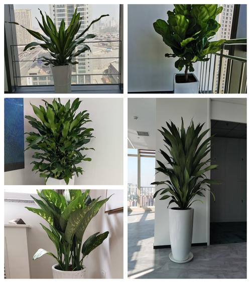 天津大型花卉租赁公司 天津办公室绿植长期租摆养护服务 绿植租赁服务