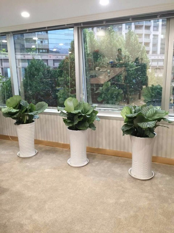 「图」绿植租赁 花卉租赁 园林绿化