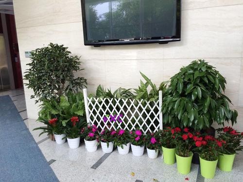 承接北京各地区绿植租赁花卉租摆盆栽租赁