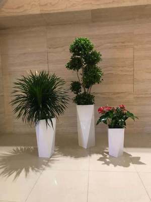 门头沟区绿植租赁报价