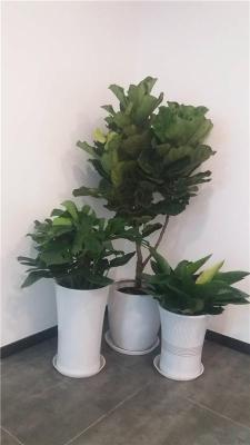大望路花卉绿植租赁绿植租摆公司