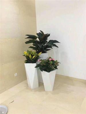 丽泽花卉绿植租赁丽泽花卉绿植租摆出租