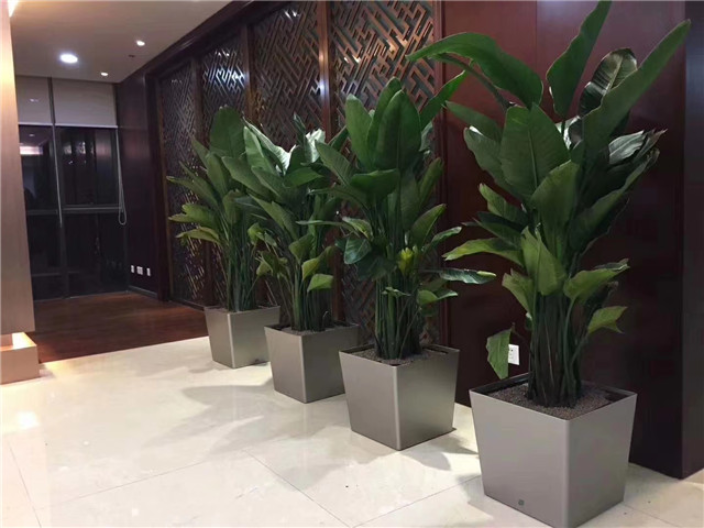 虹口区开业绿植花卉租赁养护 上海皓尊园艺供应