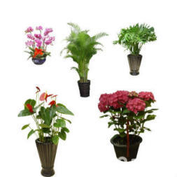 北京办公室绿植花卉租摆租赁 植物盆栽 绿化养护